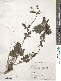 Geum aleppicum image