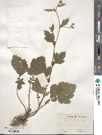 Geum aleppicum image