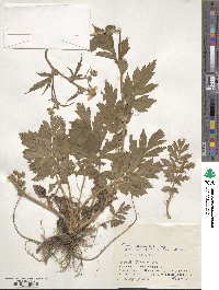 Geum aleppicum image