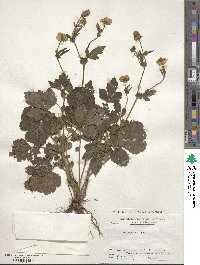 Geum aleppicum image