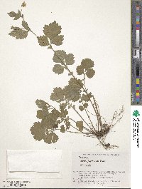 Geum japonicum image