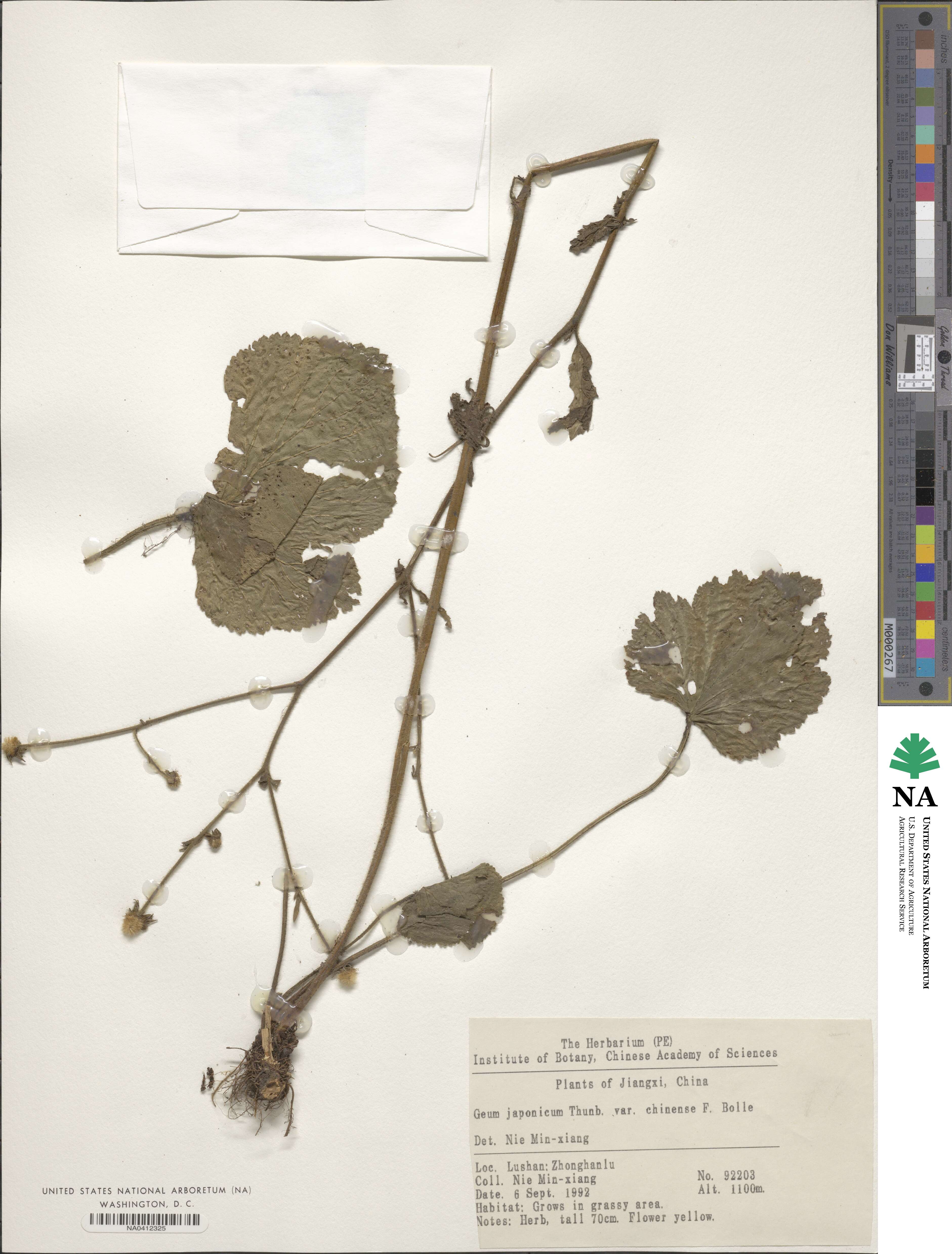 Geum japonicum image