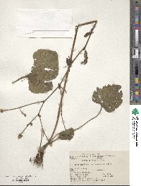 Geum japonicum image