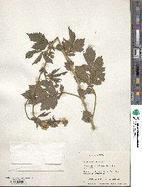 Geum japonicum image