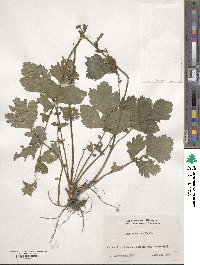 Geum japonicum image