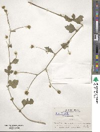 Geum japonicum image