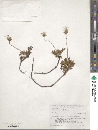 Geum pentapetalum image