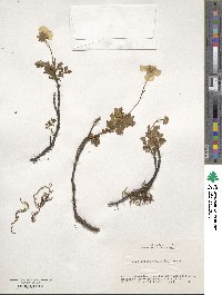 Geum pentapetalum image