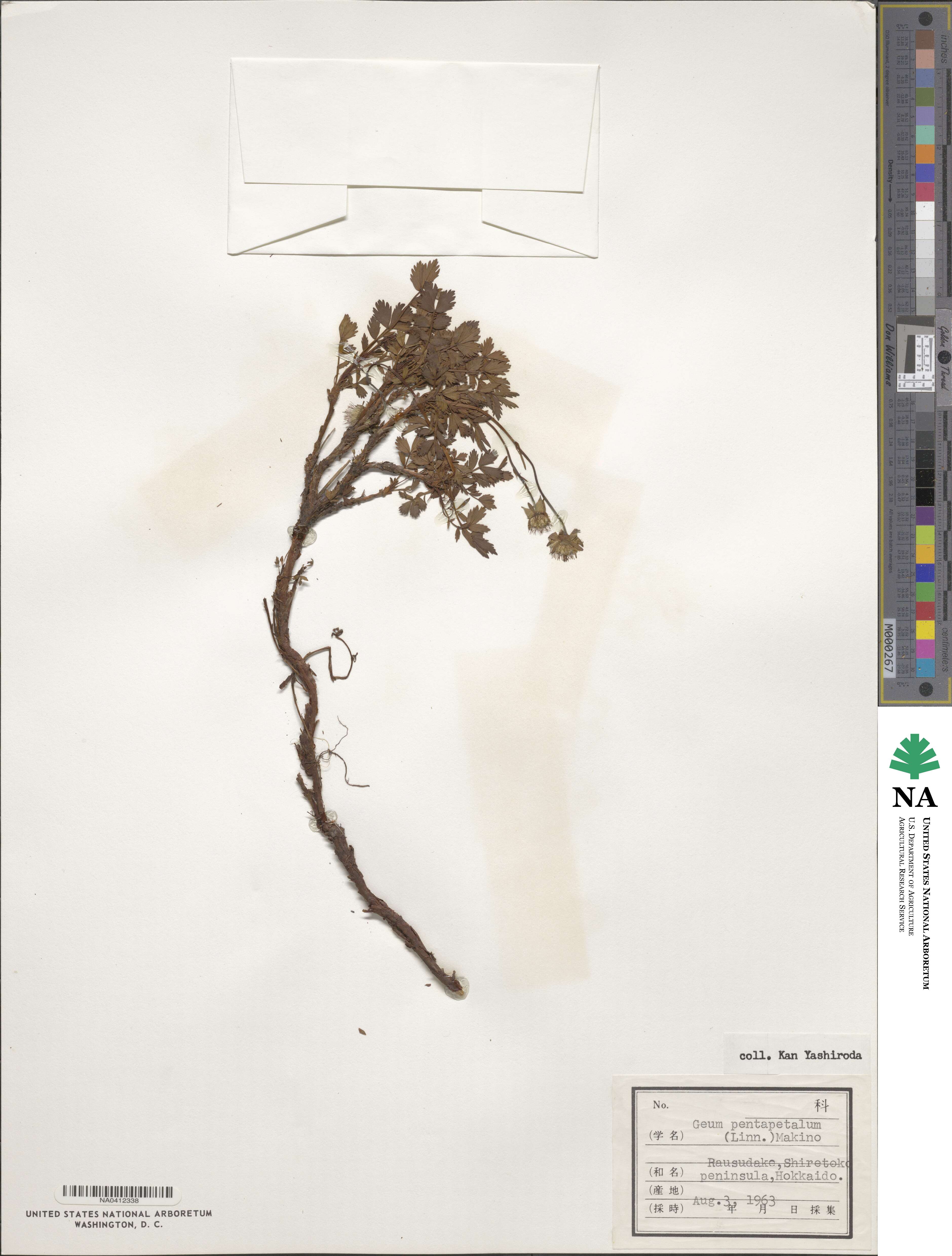 Geum pentapetalum image