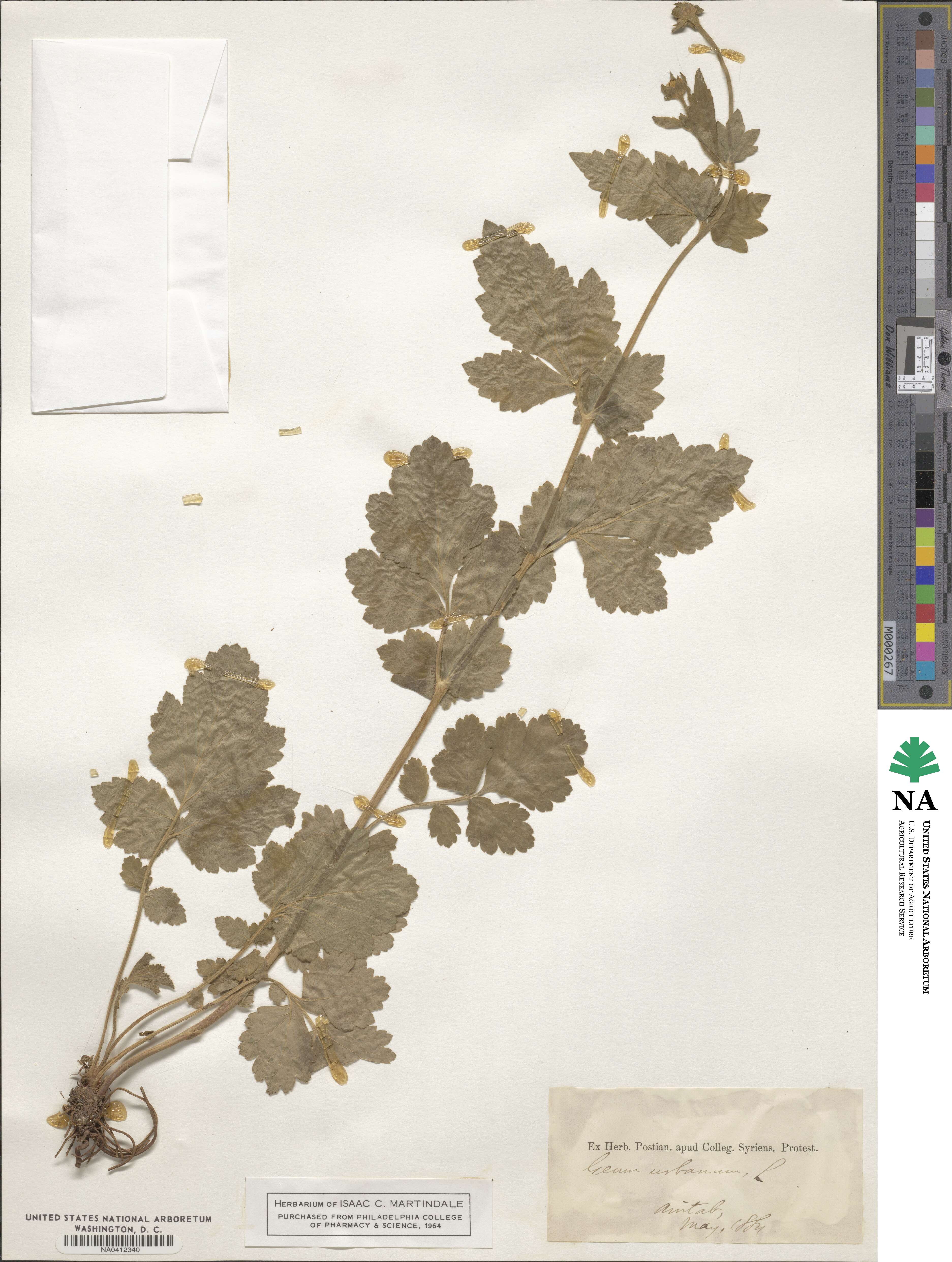 Geum urbanum image