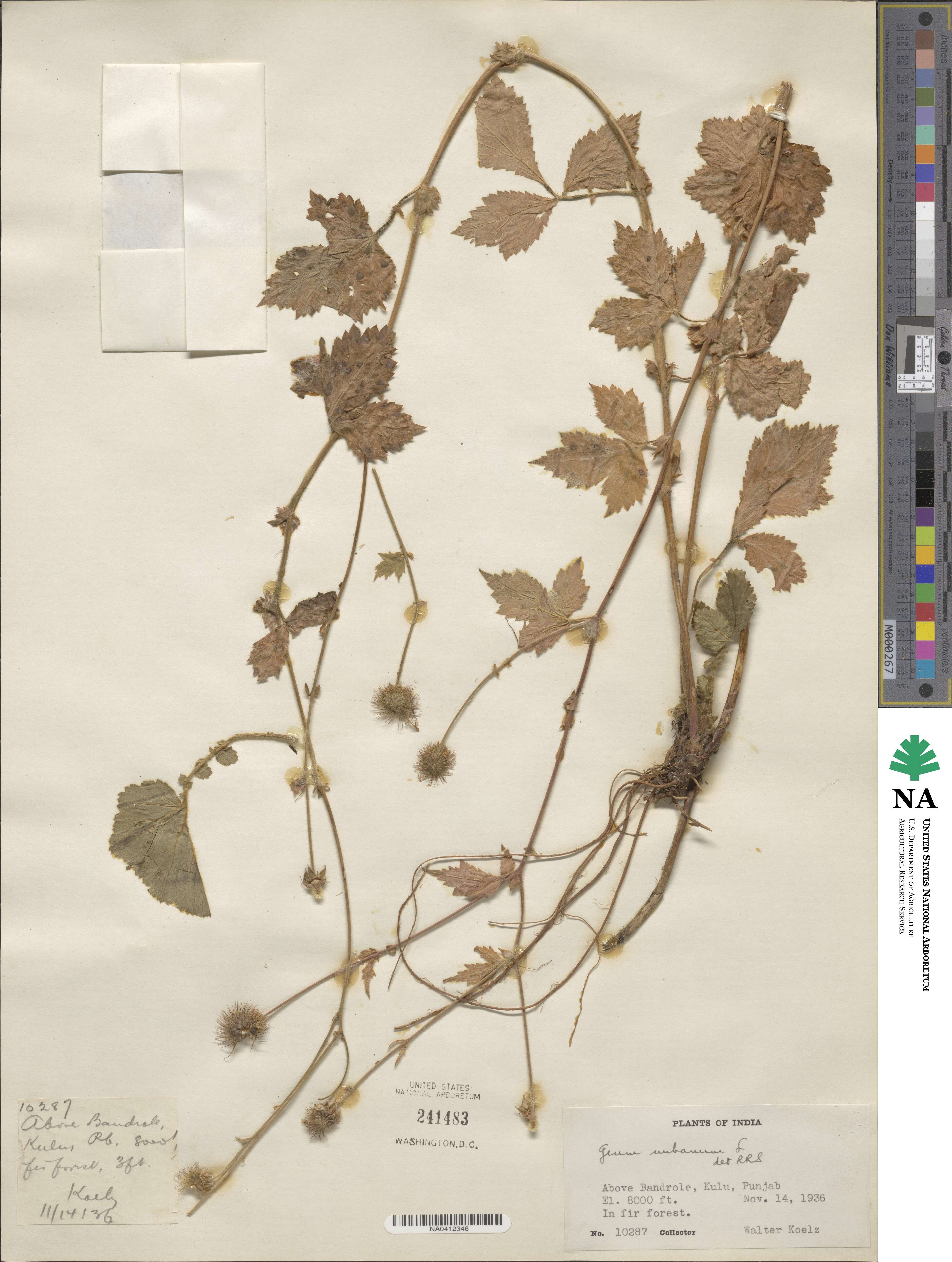 Geum urbanum image