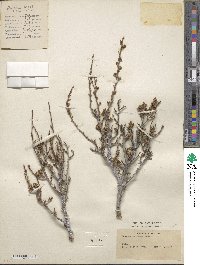 Purshia mexicana image