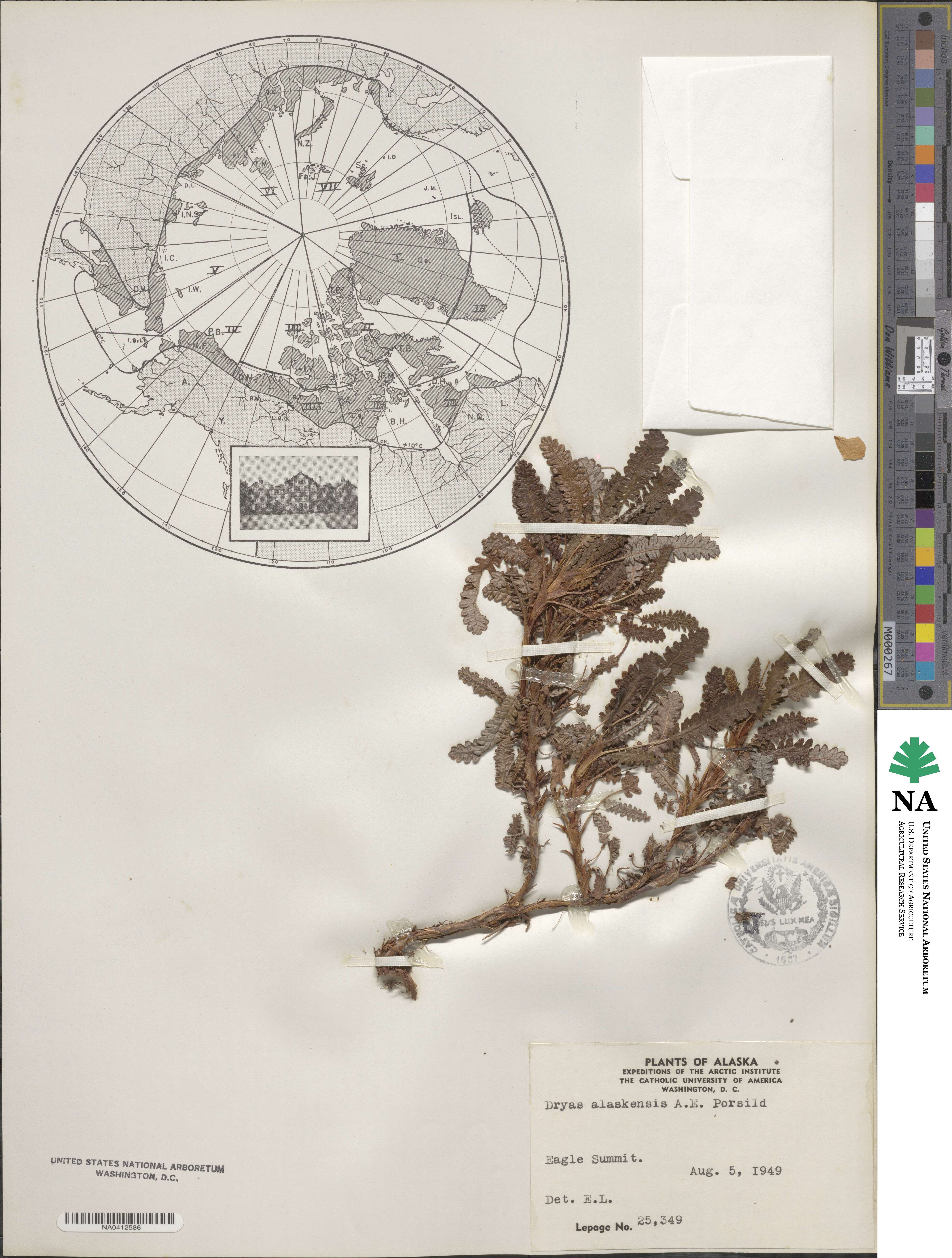 Dryas octopetala subsp. alaskensis image