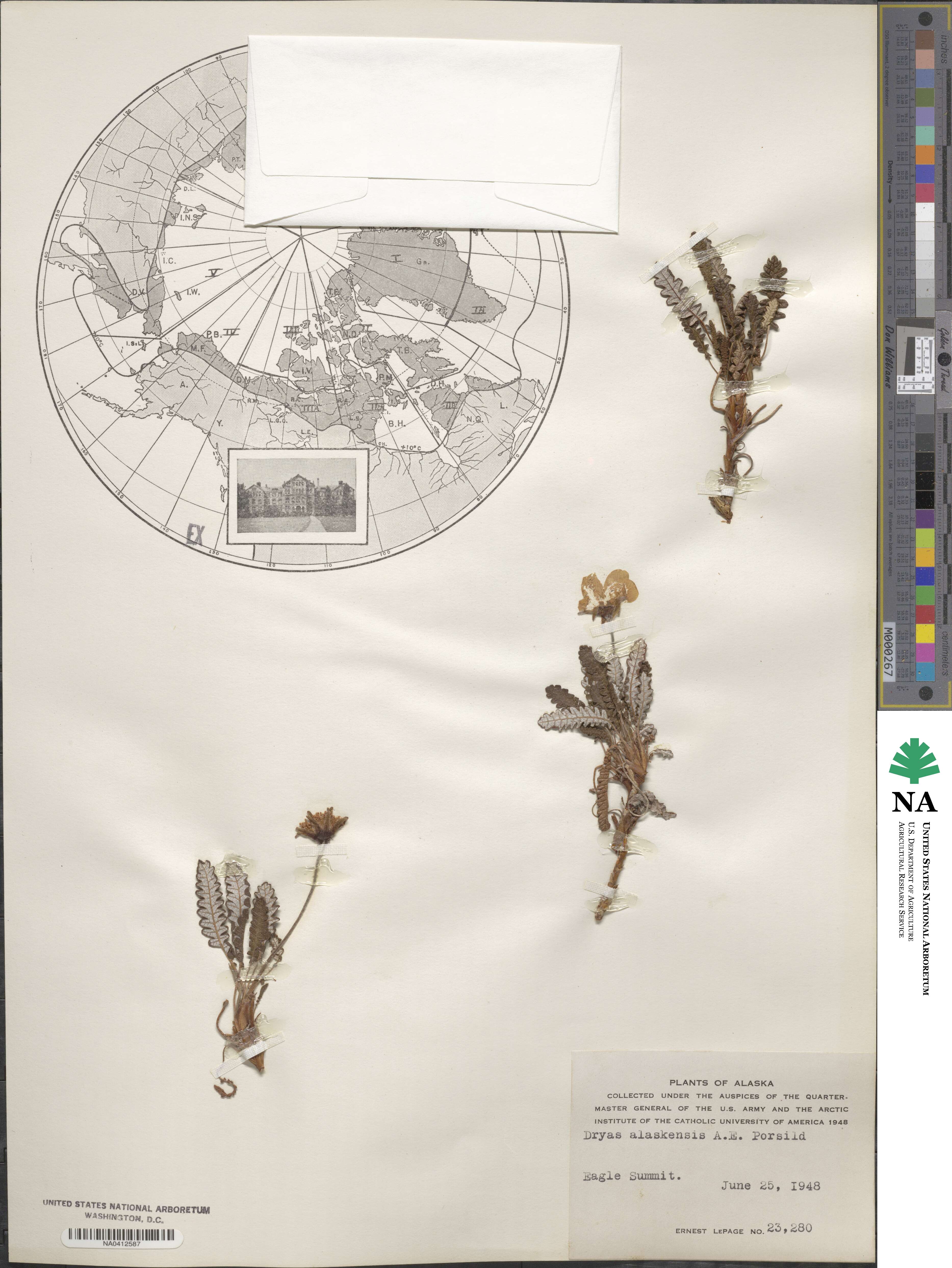 Dryas octopetala subsp. alaskensis image