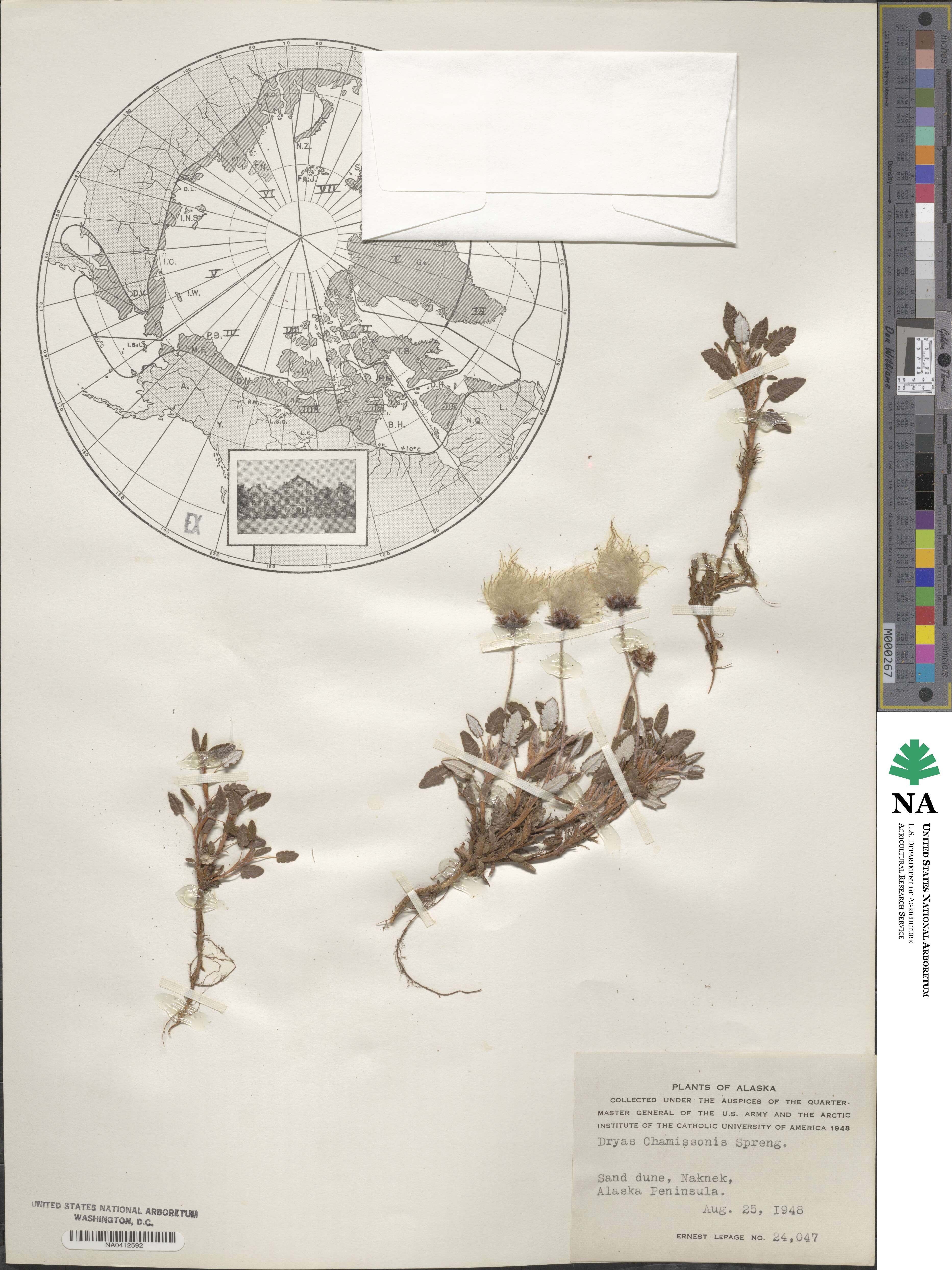 Dryas integrifolia subsp. chamissonis image