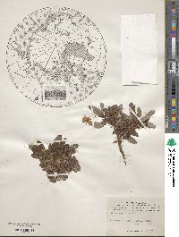 Dryas octopetala subsp. punctata image