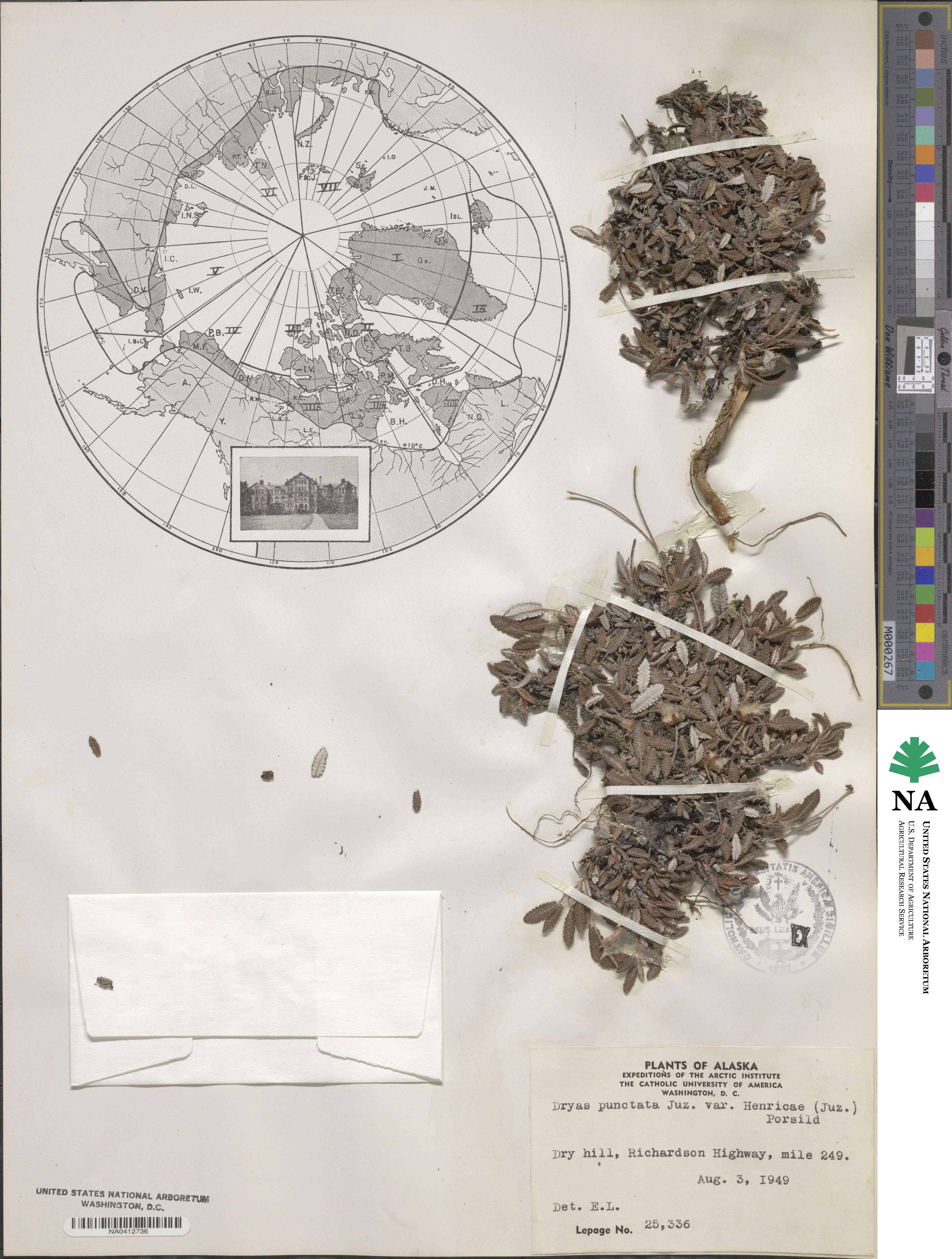 Dryas × henricae image