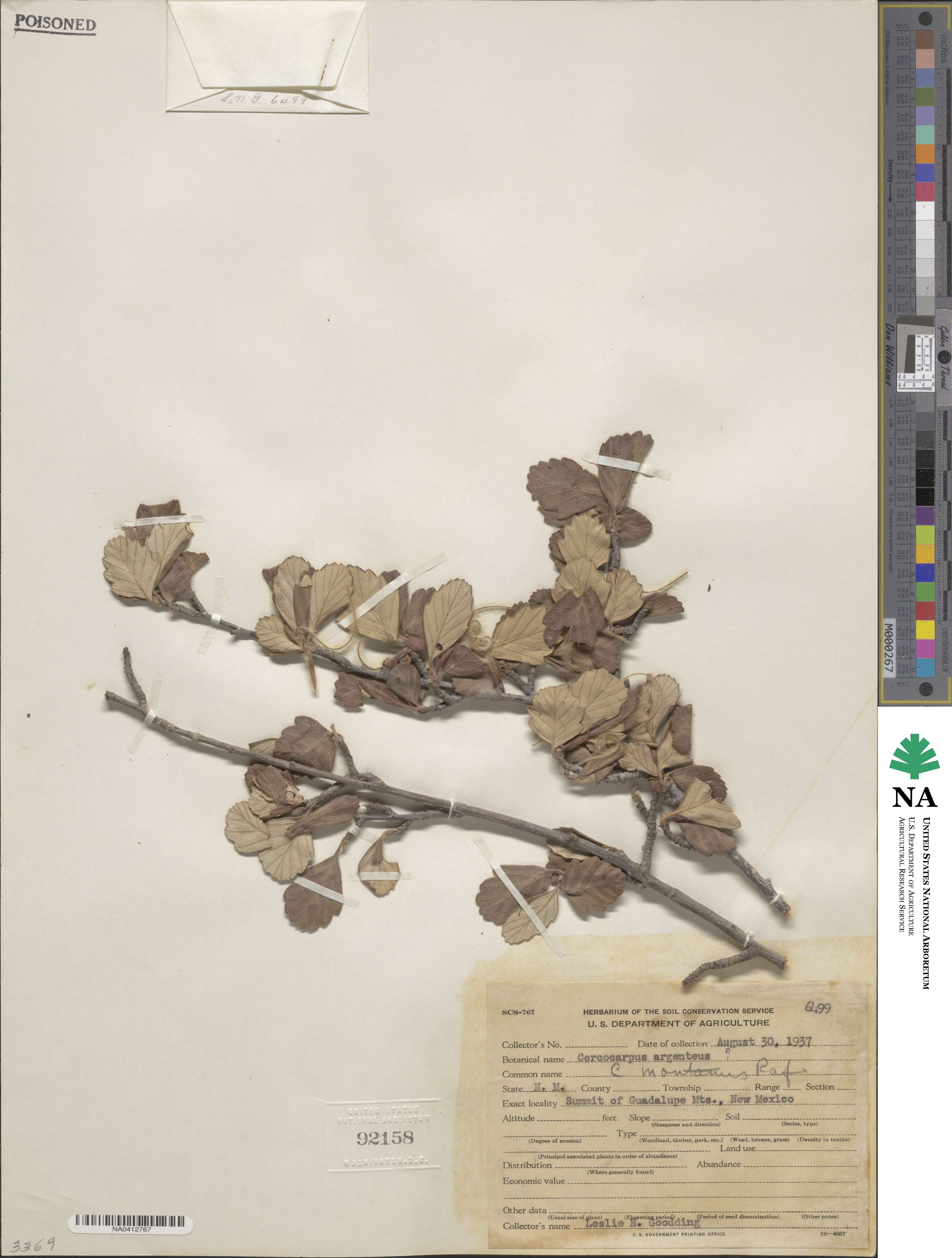 Cercocarpus montanus var. argenteus image