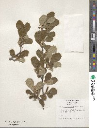 Cercocarpus montanus var. glaber image