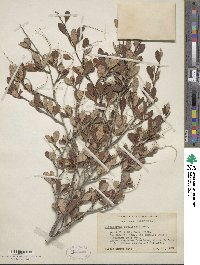 Cercocarpus montanus var. glaber image