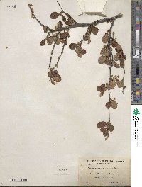 Cercocarpus montanus var. glaber image