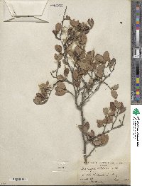 Cercocarpus montanus var. glaber image