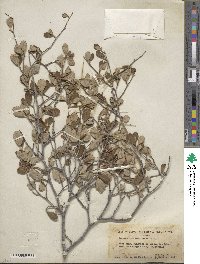 Cercocarpus montanus var. glaber image