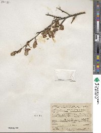 Cercocarpus montanus image