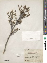 Cercocarpus montanus var. glaber image