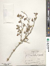 Cercocarpus montanus var. glaber image