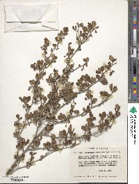 Cercocarpus montanus var. glaber image