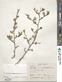 Cercocarpus montanus image