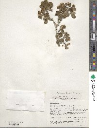 Cercocarpus montanus image