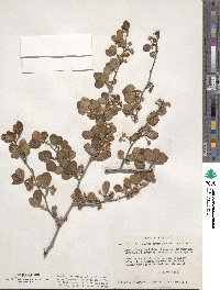 Cercocarpus montanus var. glaber image