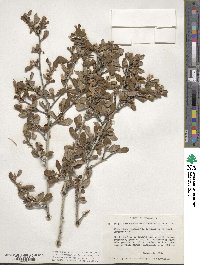 Cercocarpus montanus var. glaber image