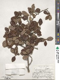 Cercocarpus montanus var. glaber image