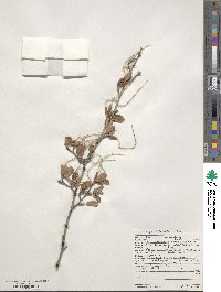 Cercocarpus montanus var. glaber image