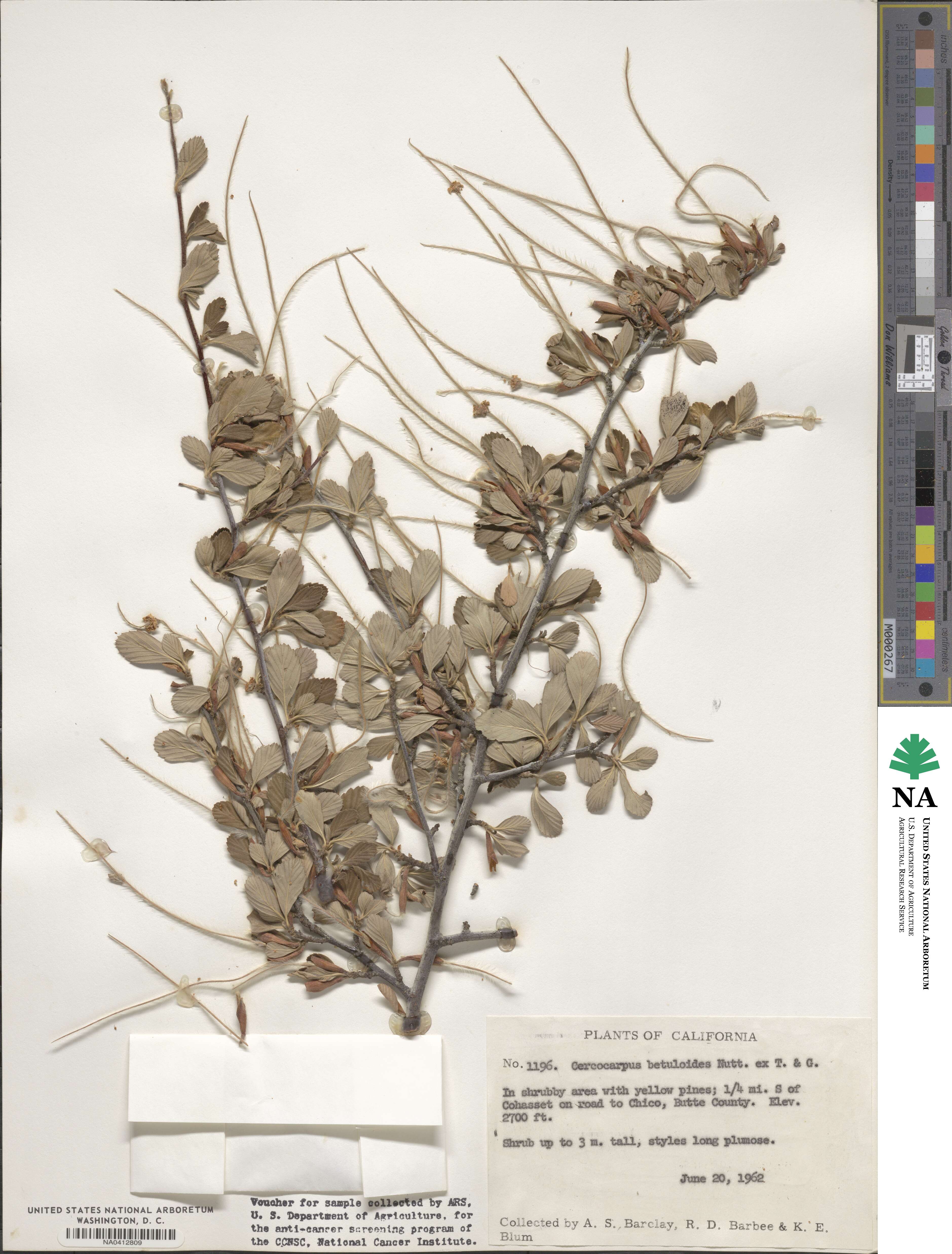 Cercocarpus montanus var. glaber image