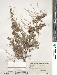 Cercocarpus montanus image