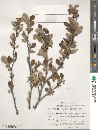 Cercocarpus montanus var. glaber image