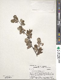 Cercocarpus montanus var. glaber image