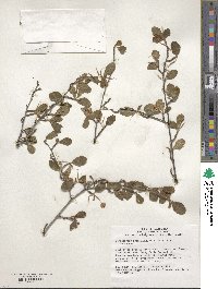 Cercocarpus montanus var. glaber image