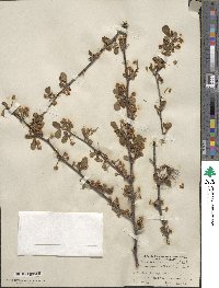 Cercocarpus montanus var. glaber image