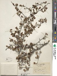 Cercocarpus montanus var. glaber image