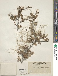 Cercocarpus montanus var. glaber image