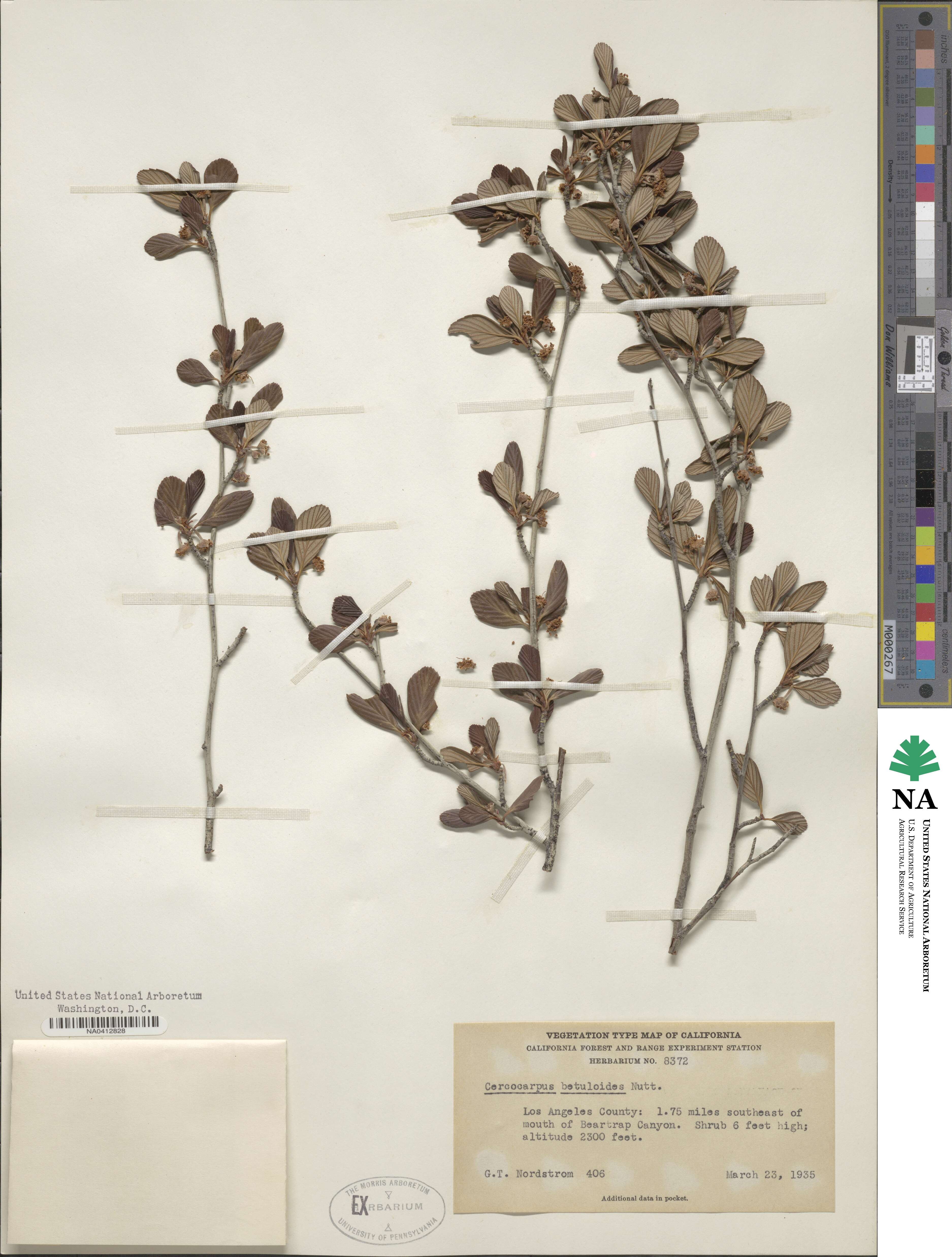 Cercocarpus montanus var. glaber image