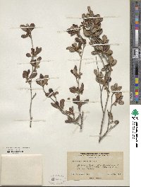 Cercocarpus montanus var. glaber image