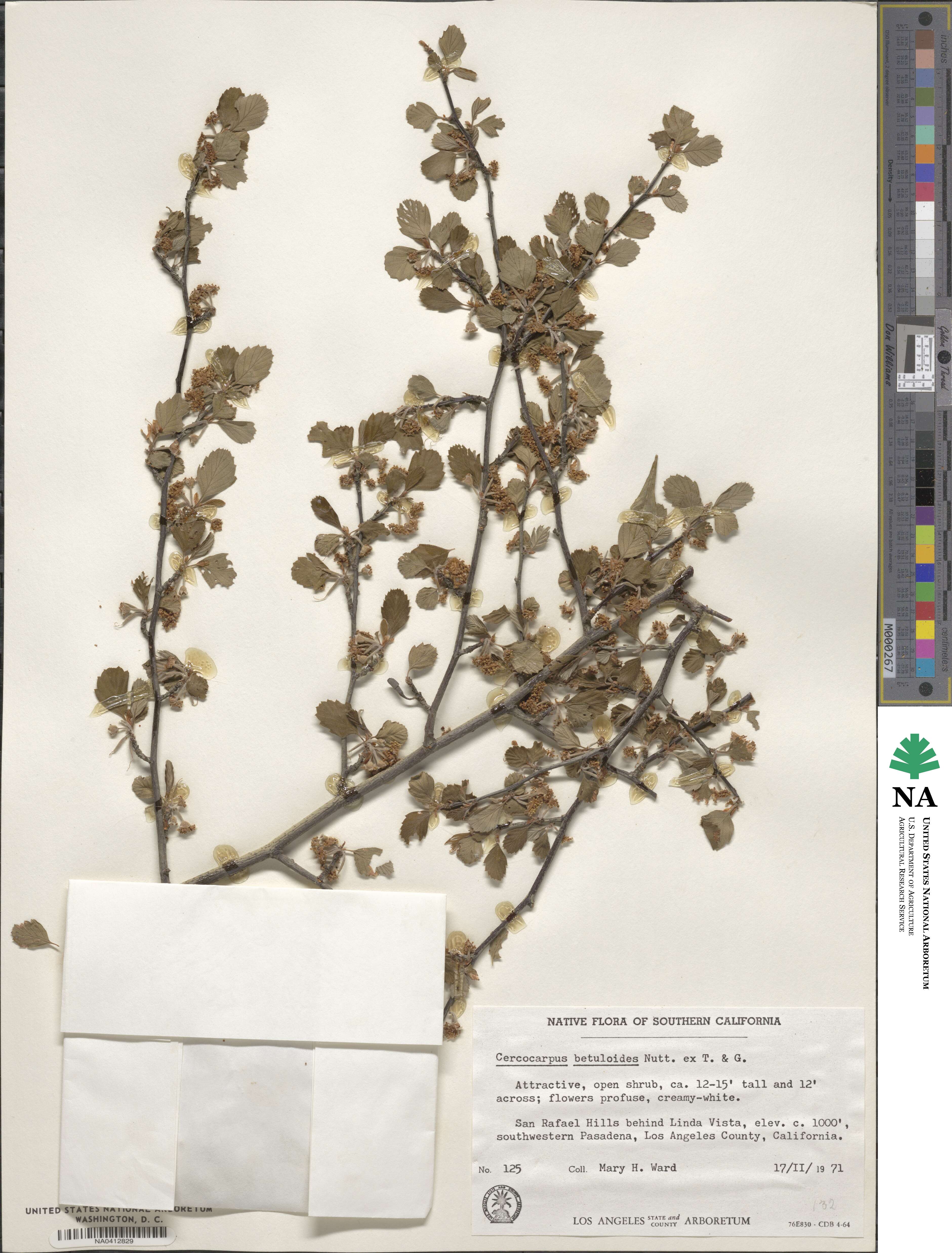 Cercocarpus montanus var. glaber image