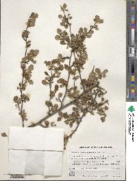 Cercocarpus montanus image