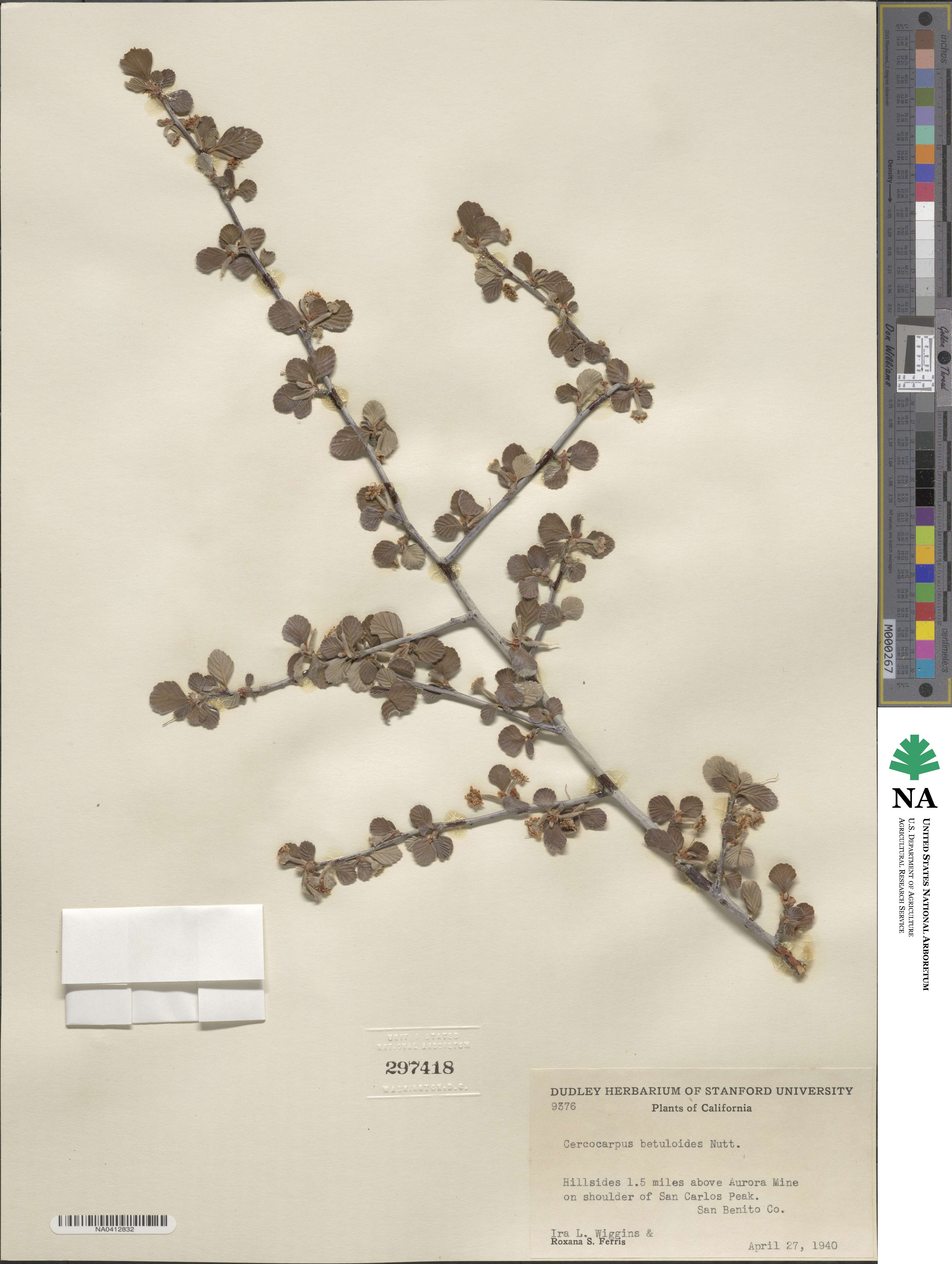 Cercocarpus montanus var. glaber image